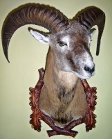 /album/fotogalerie-podlozky-pod-trofeje-preparaty/mu144-jpg/