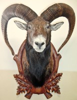 /album/fotogalerie-podlozky-pod-trofeje-preparaty/mu195-jpg/