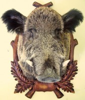 /album/fotogalerie-podlozky-pod-trofeje-preparaty/pr441-jpg/